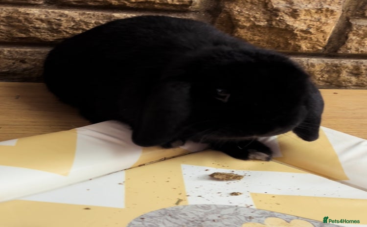 Mini Lop rabbits - Advert 9