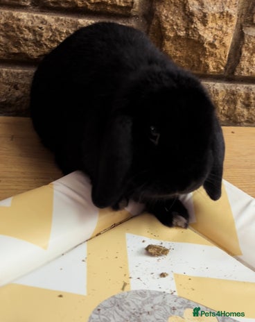 Mini Lop rabbits - Advert 4