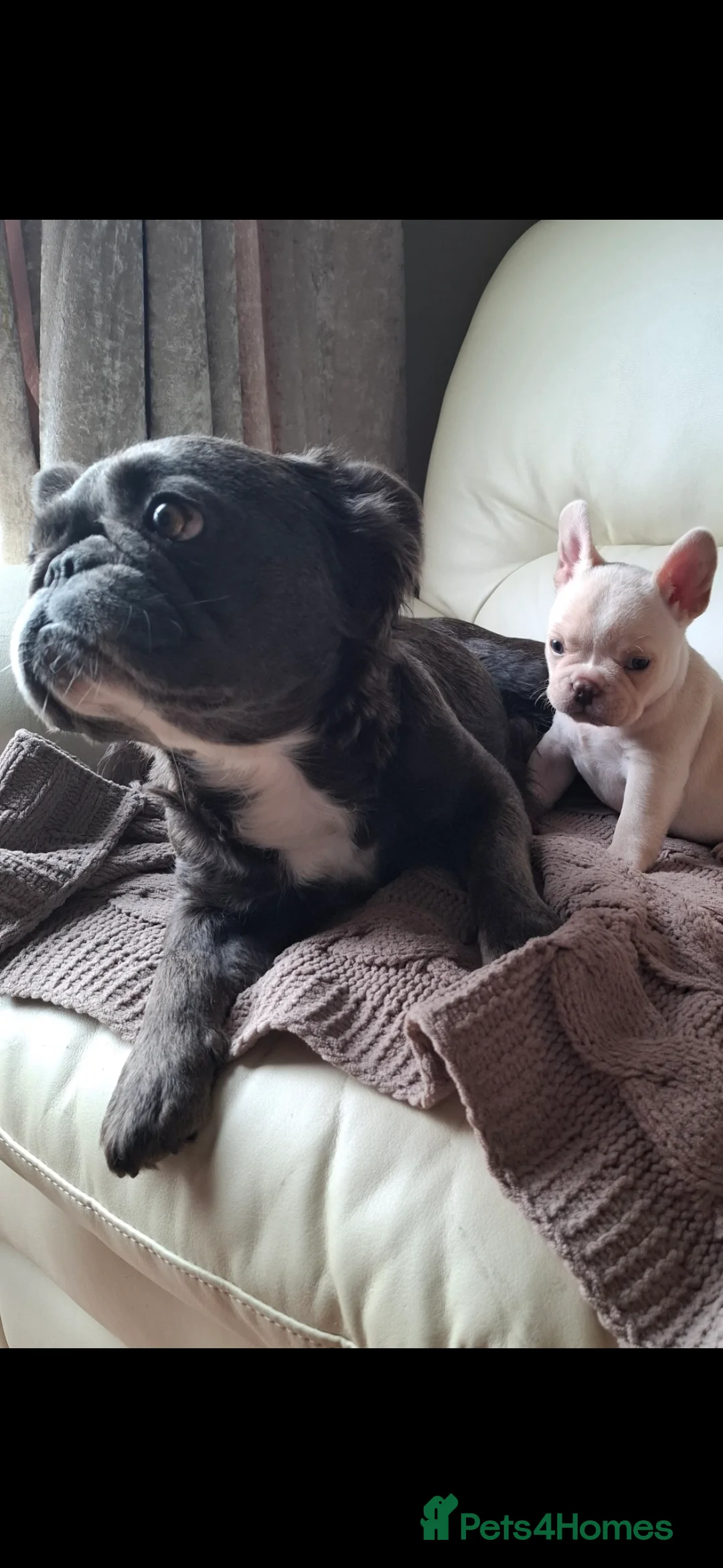 French Bulldog dogs for sale: French bulldog  - Advert 9