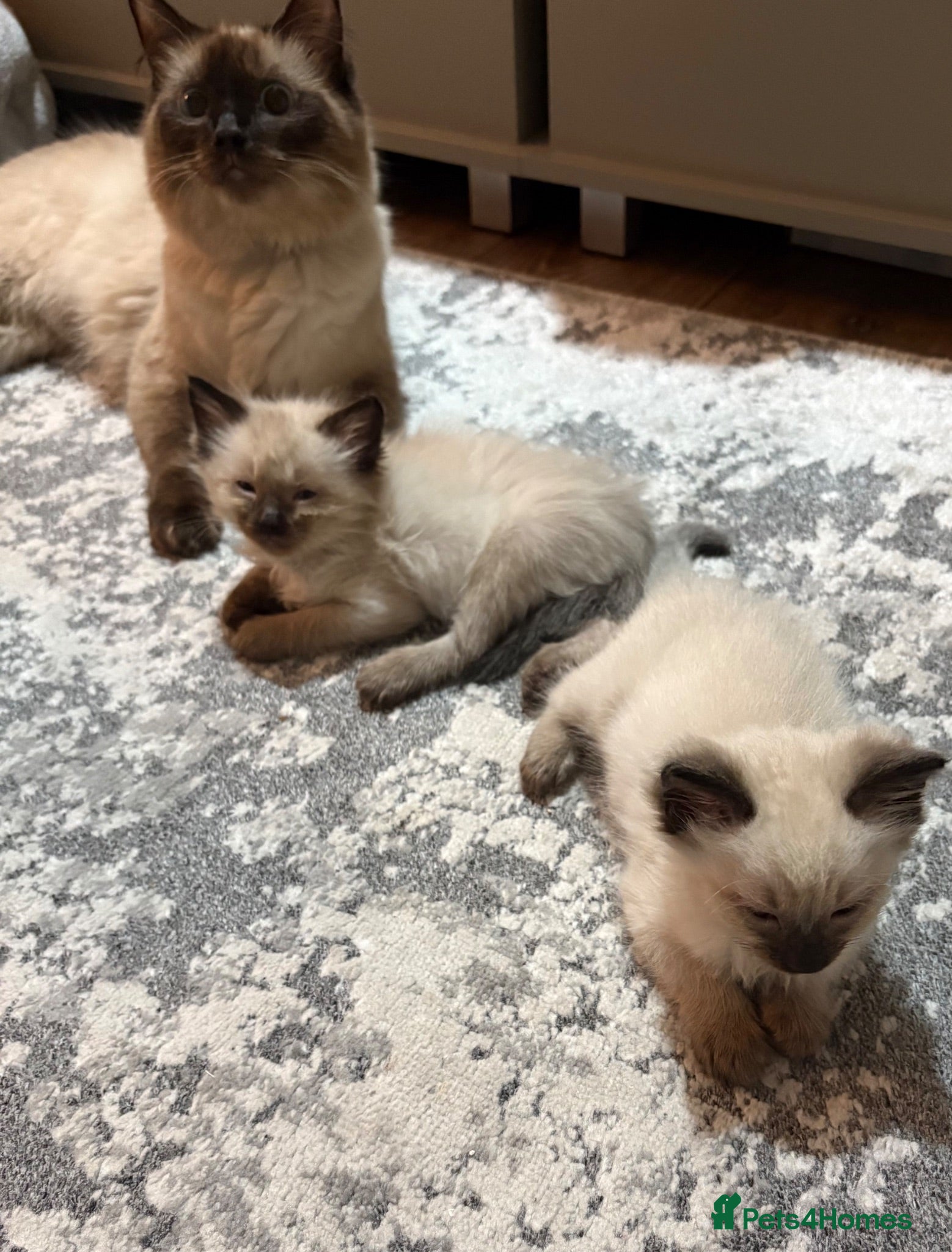 Ragdoll cats Ready now Stunning pedigree ragdools  - Advert 2