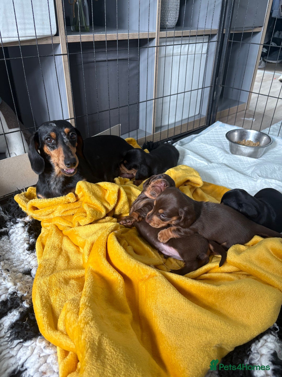 Miniature Dachshund dogs for sale: Miniature dachshund pups - Image 13