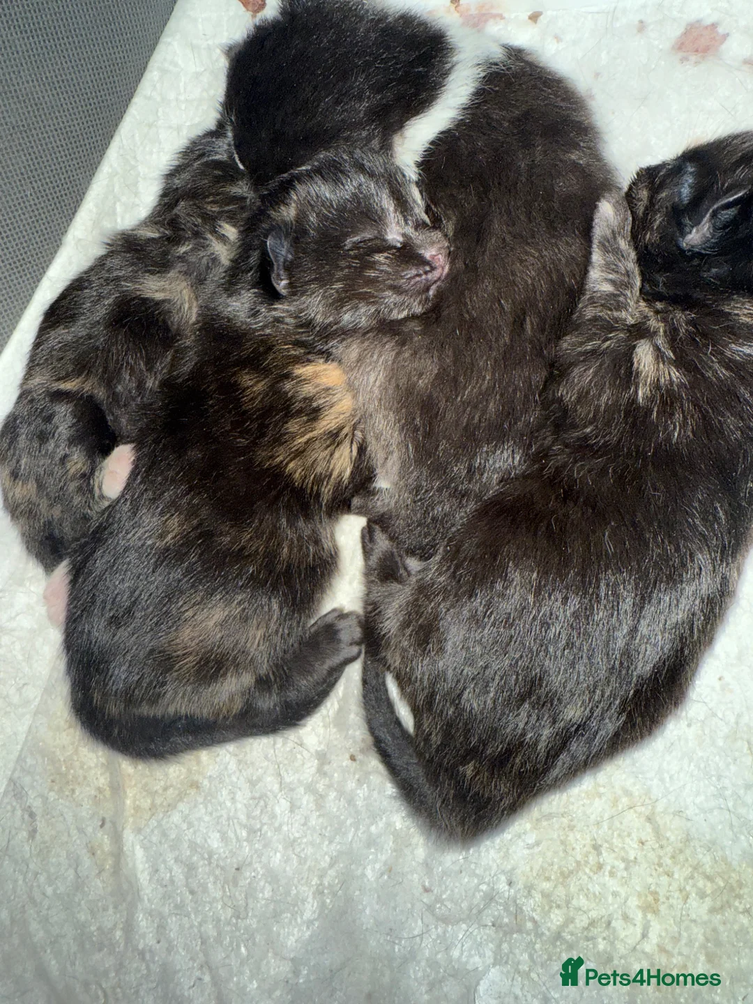 Mixed Breed cats for sale: 4 Kittens  - Advert 1