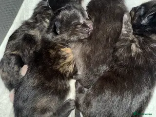 Mixed Breed cats 4 Kittens - Advert 1