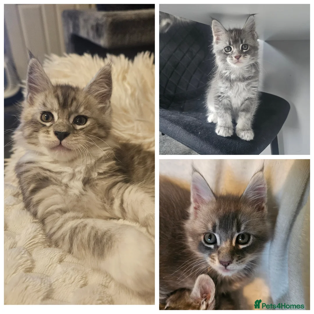 Maine Coon cats for sale: Champion bloodline maine coon kittens TICA - Advert 13