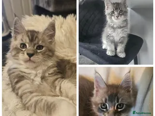 Maine Coon cats Champion bloodline maine coon kittens TICA - Advert 4