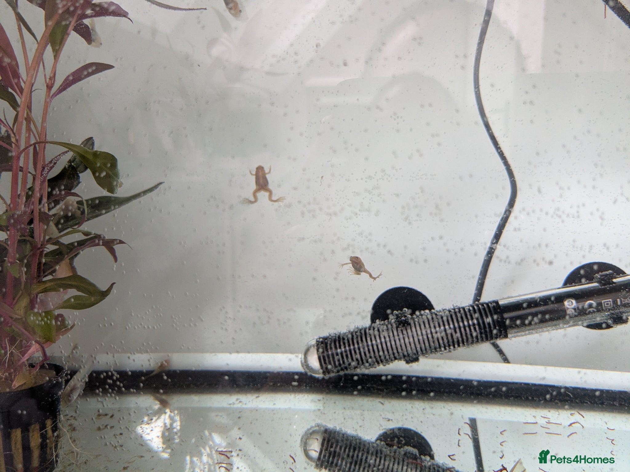 Frog reptiles African clawed froglets - Advert 2