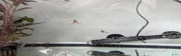 Frog reptiles for sale: African clawed froglets - Advert 1