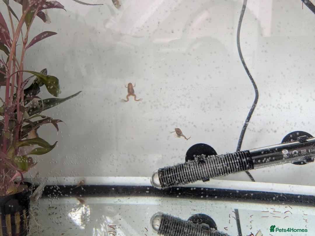 Frog reptiles for sale: African clawed froglets - Advert 1