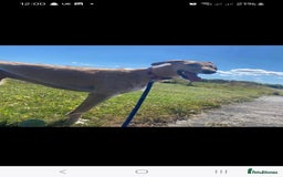 Mixed Breed dogs for sale: Lurcher puppies  - Image 10