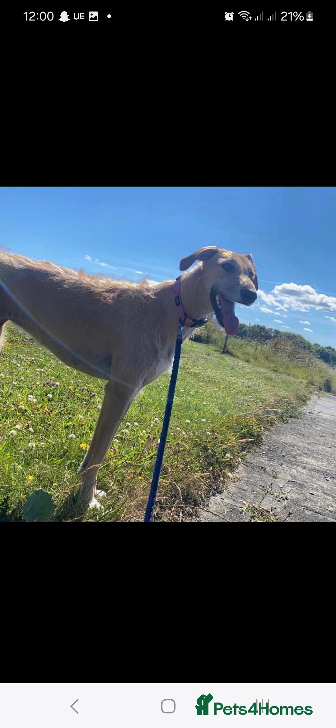 Mixed Breed dogs for sale: Lurcher puppies  - Image 10