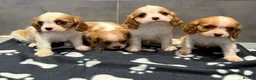 Cavalier King Charles Spaniel dogs for sale: 🐶King Charles cavalier puppy’s ⭐️⭐️⭐️⭐️⭐️ - Advert 1