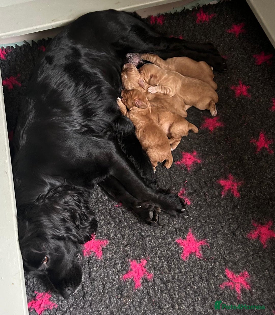 Cocker Spaniel dogs for sale: Beautiful KC reg working cocker spaniel puppies - Advert 3