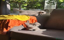 British Shorthair cats for sale: British Shorthair Kittens Available - Image 2