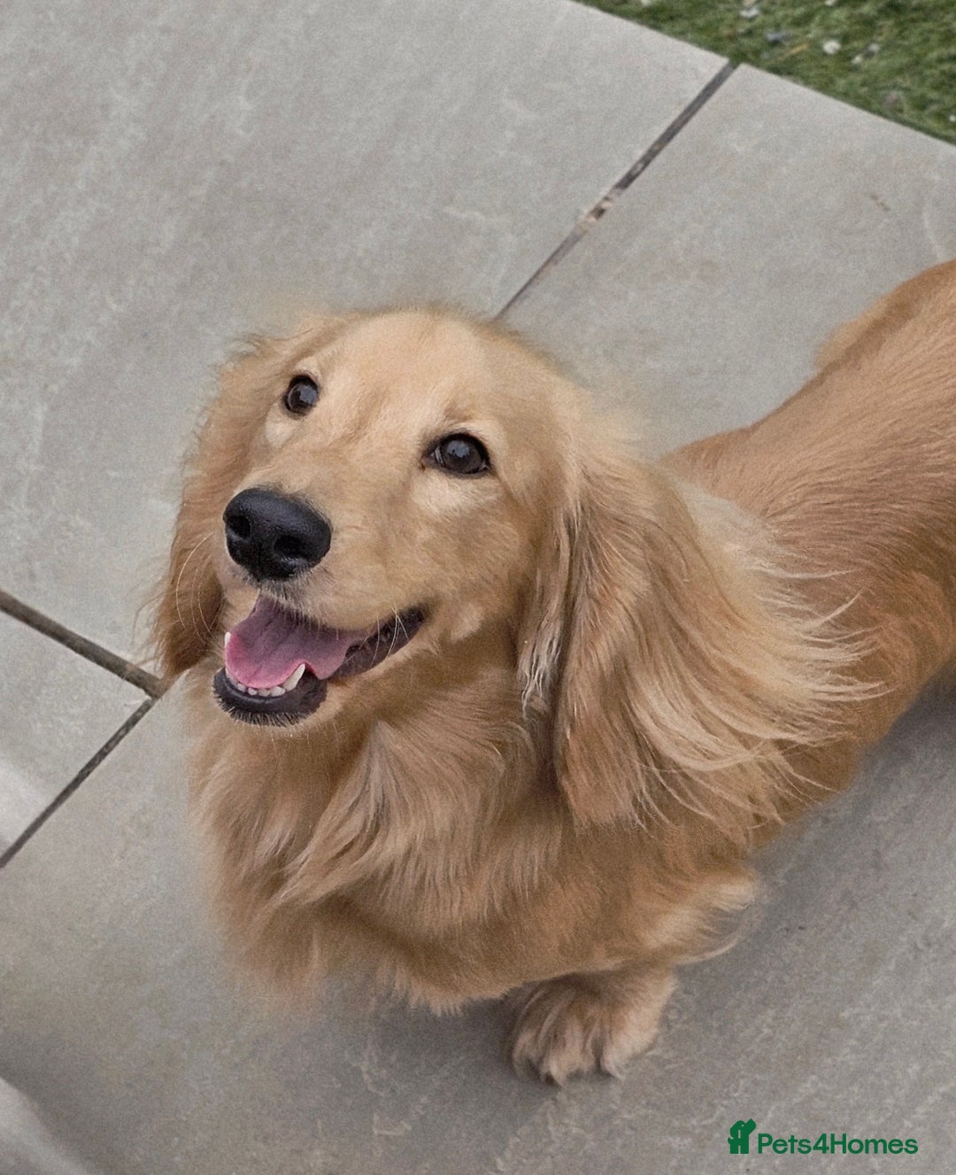 Miniature Dachshund dogs for stud: Beautiful Cream Long Hair for stud in Motherwell - Image 1