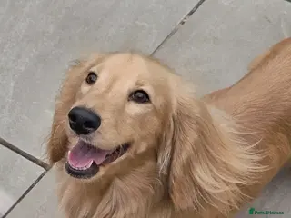 Miniature Dachshund dogs Beautiful Cream Long Hair for stud - Advert 6