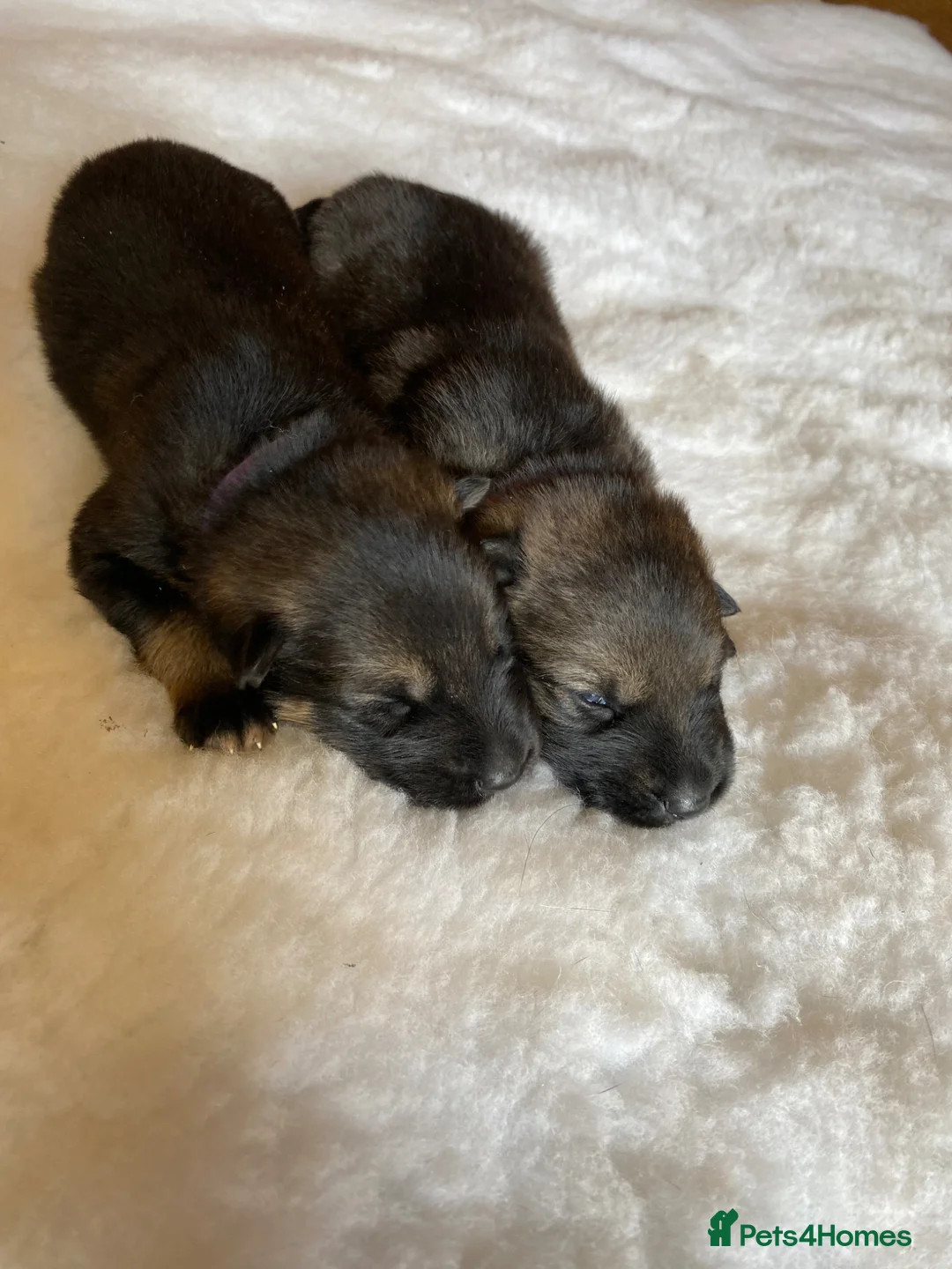 German Shepherd dogs for sale: 🐶 Outstanding Working Line German Shepherd Pups🐶 - Advert 9