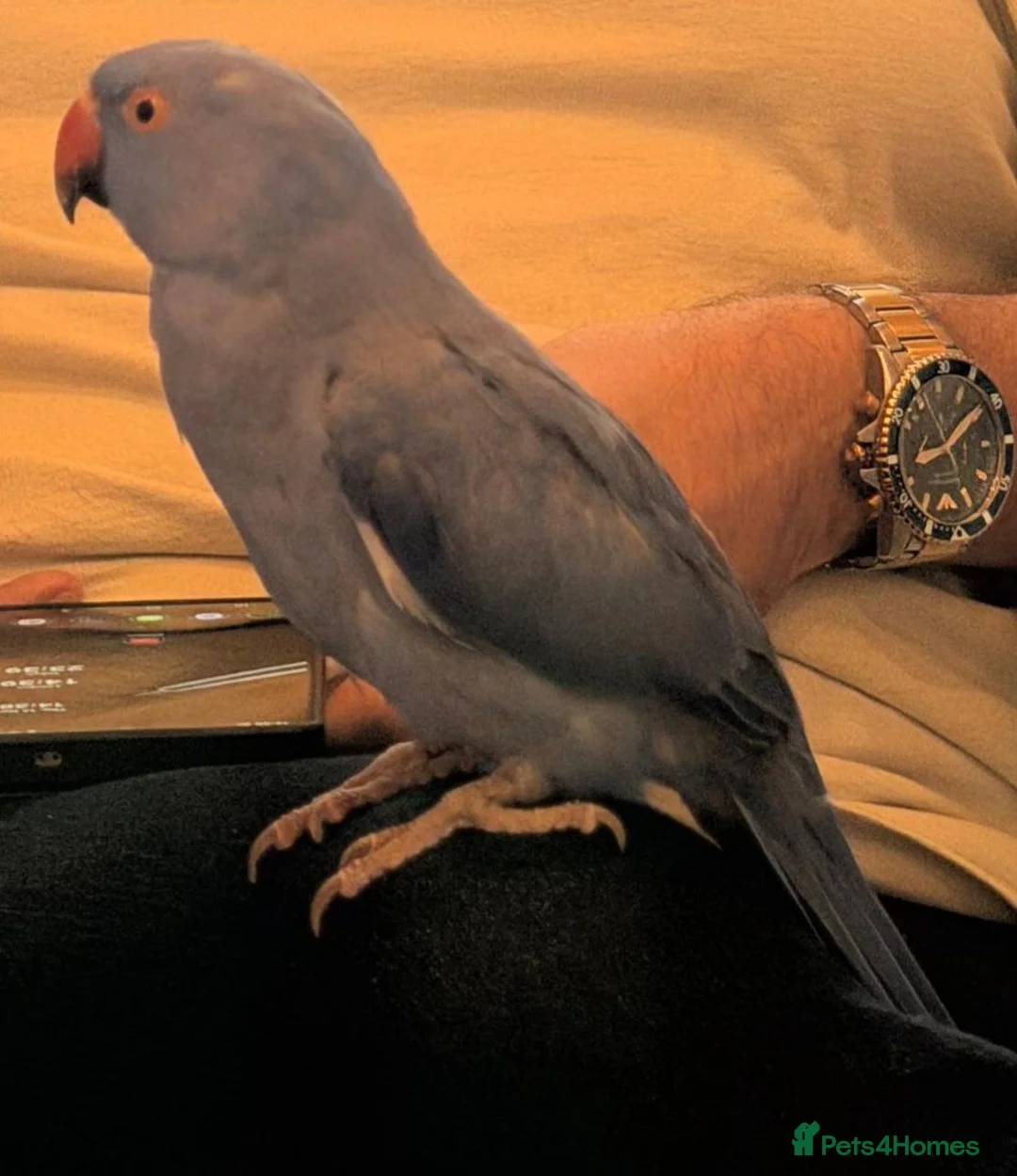 Ringnecks birds for sale: Blue indian ringneck  in Bournemouth - Advert 1