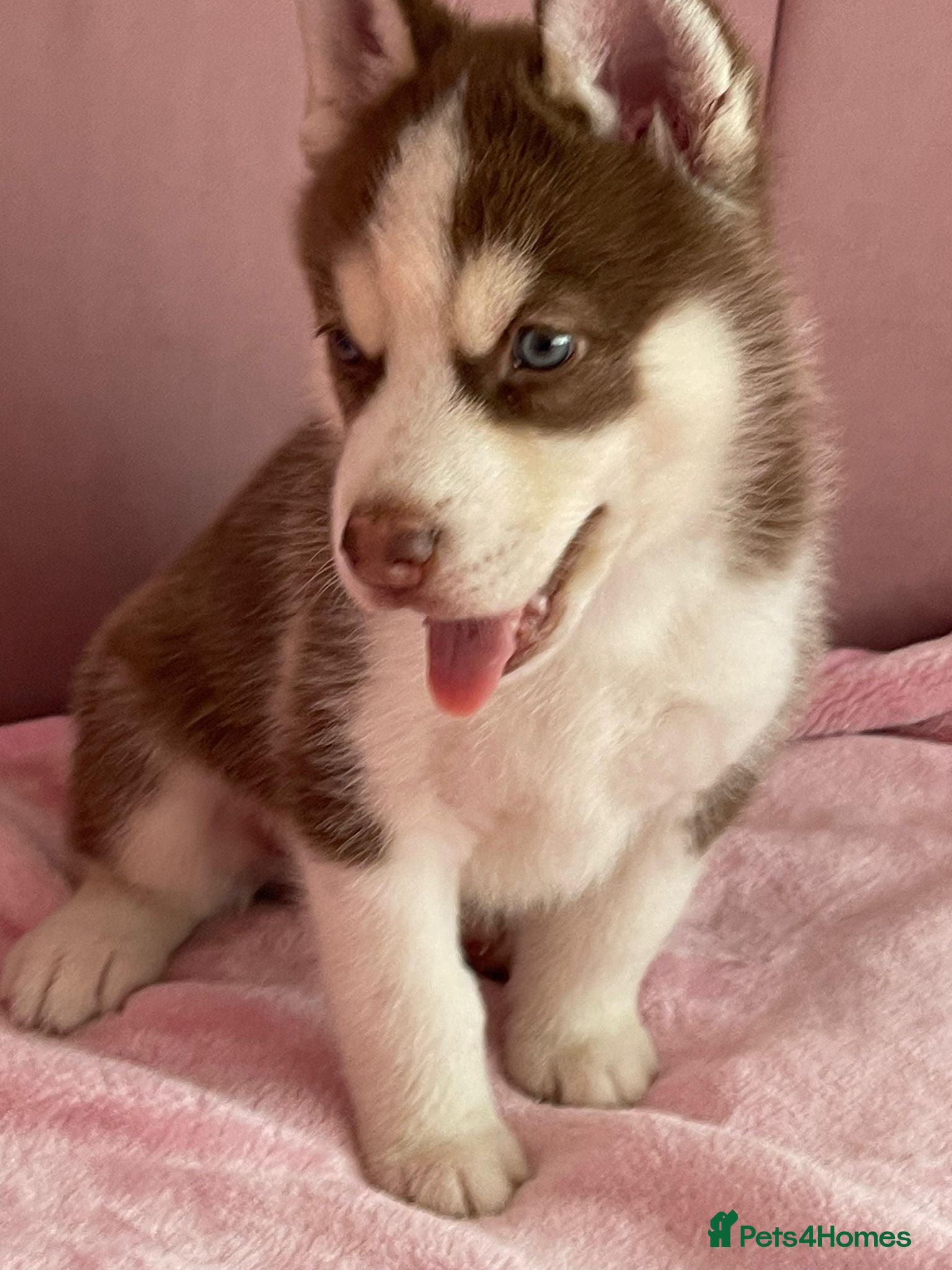 Siberian Husky dogs Siberian husky  - Advert 4