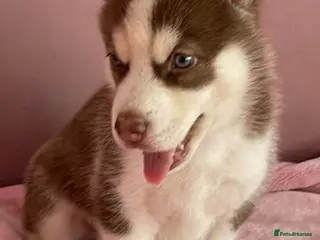 Siberian Husky dogs Siberian husky - Advert 4