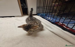 Bengal cats for sale: Beautiful 1/2 bengal kittens - Image 24