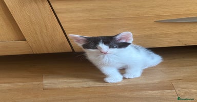 Mixed Breed cats - Advert 2