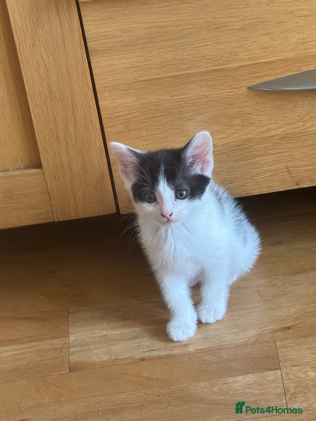 Mixed Breed cats for sale: 🤩🤩 8 beautiful babies 🤩🤩 - Image 2