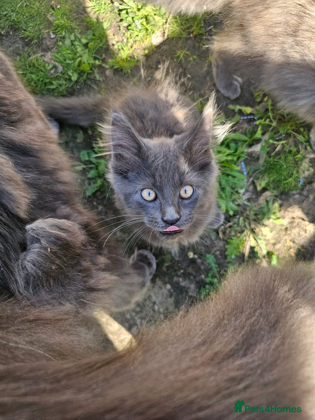 Maine Coon cats for sale: Maine coon boys - Image 13