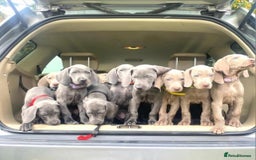 Weimaraner dogs for sale: BEAUTIFUL KC WEIM PUPS 2ND/FINAL LITTER  - Image 10