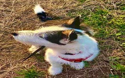 Norwich Terrier dogs for adoption: Alma's Story: The Roadside Miracle - Image 4