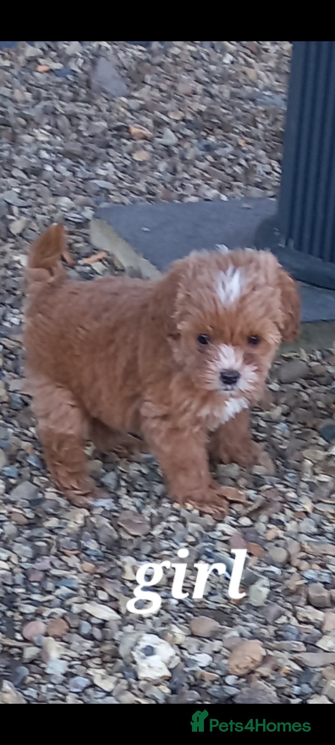 Maltipoo dogs for sale: Maltipoo puppies  - Advert 3