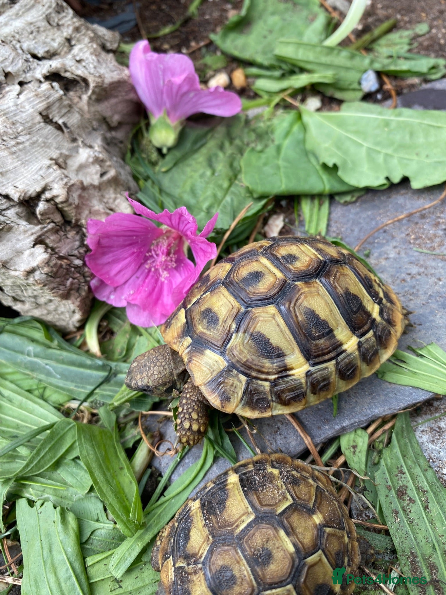 Hermann Tortoise reptiles Herman’s tortoises for sale - Advert 1
