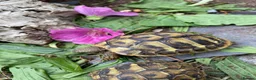Hermann Tortoise reptiles for sale: Herman’s tortoises for sale - Advert 1
