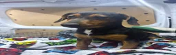 Jackshund dogs for sale: Dauchund x jack russle  in Wokingham - Advert 2