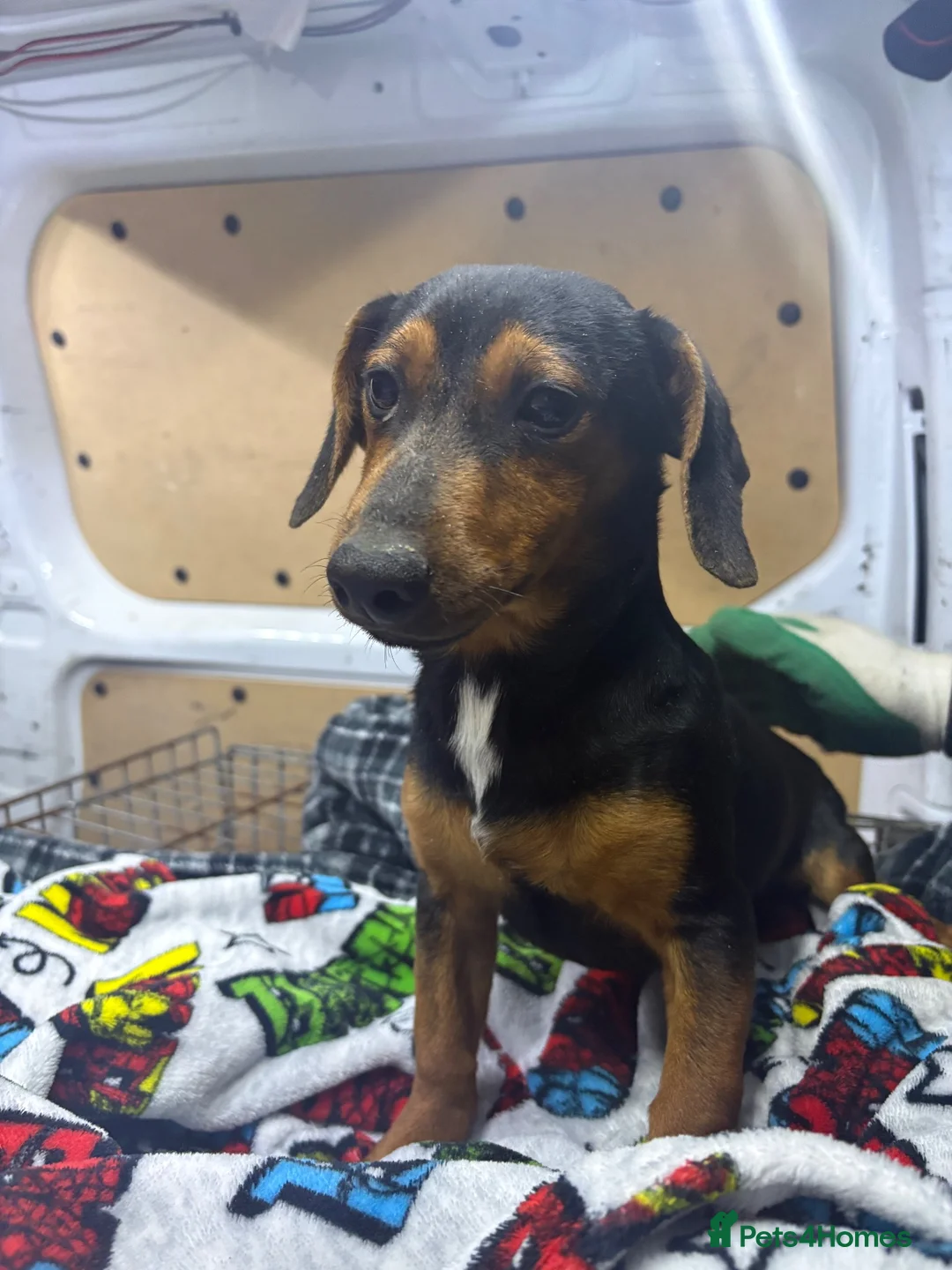 Jackshund dogs for sale: Dauchund x jack russle  in Wokingham - Advert 2