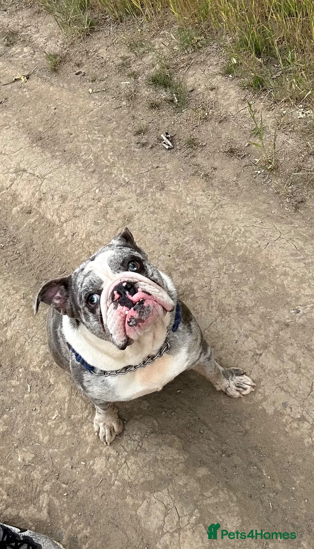 English Bulldog dogs for sale: 4 year old English bulldog  - Advert 2