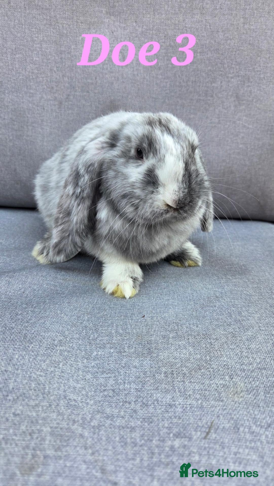 French Lop rabbits Beautiful french lop babies  - Advert 2