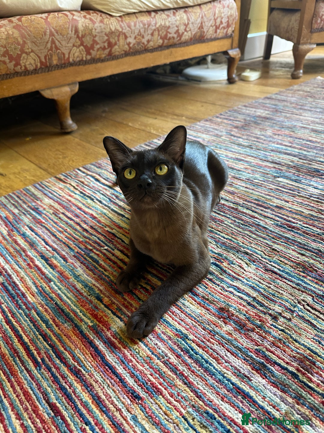 Burmese cats for sale: Happy Healthy GCCF Burmese Kittens in London - Image 11