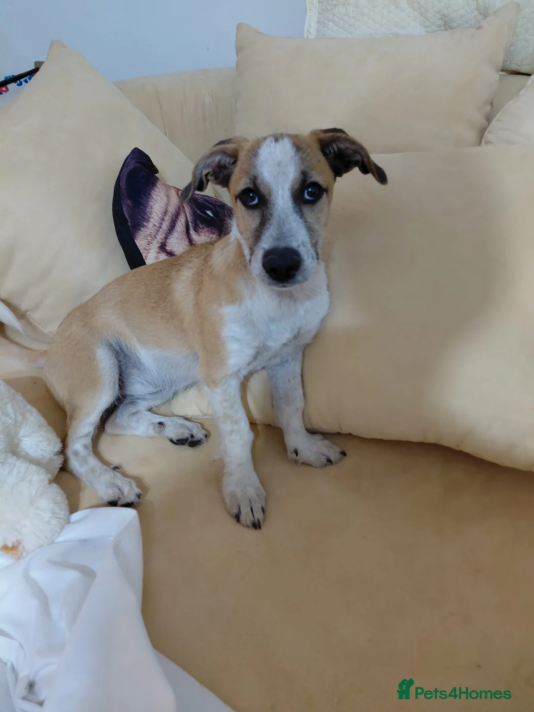 Mixed Breed dogs for adoption: 💖 Meet JESSICA 💖 - a story of Strength and Love - Advert 12