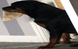 Rottweiler dogs for sale: Stunning rottweiler puppies  - Image 29