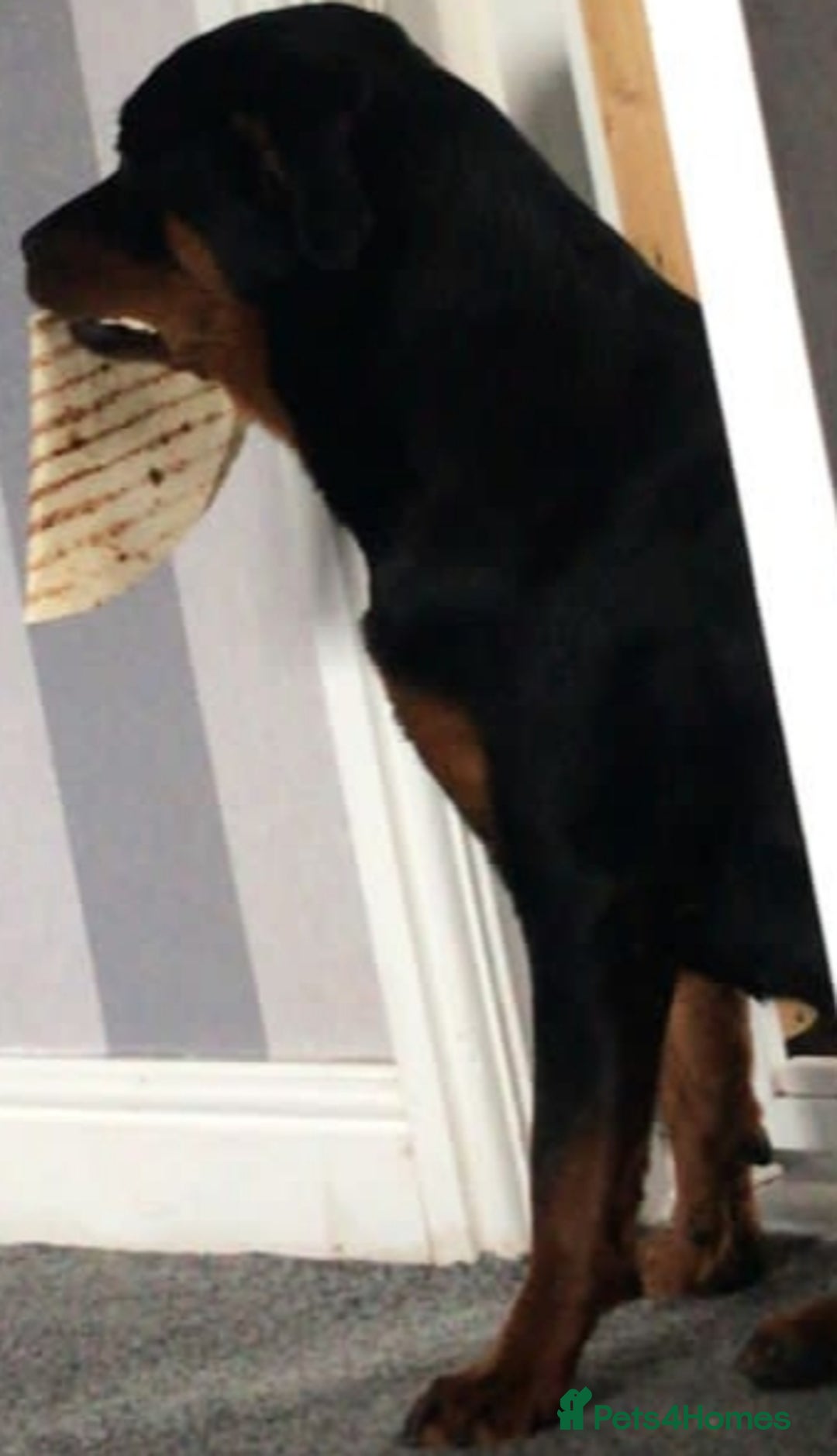 Rottweiler dogs for sale: Stunning rottweiler puppies  - Image 29
