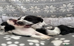 Sprocker dogs for sale: Extensively Health Tested Puppies - Image 22