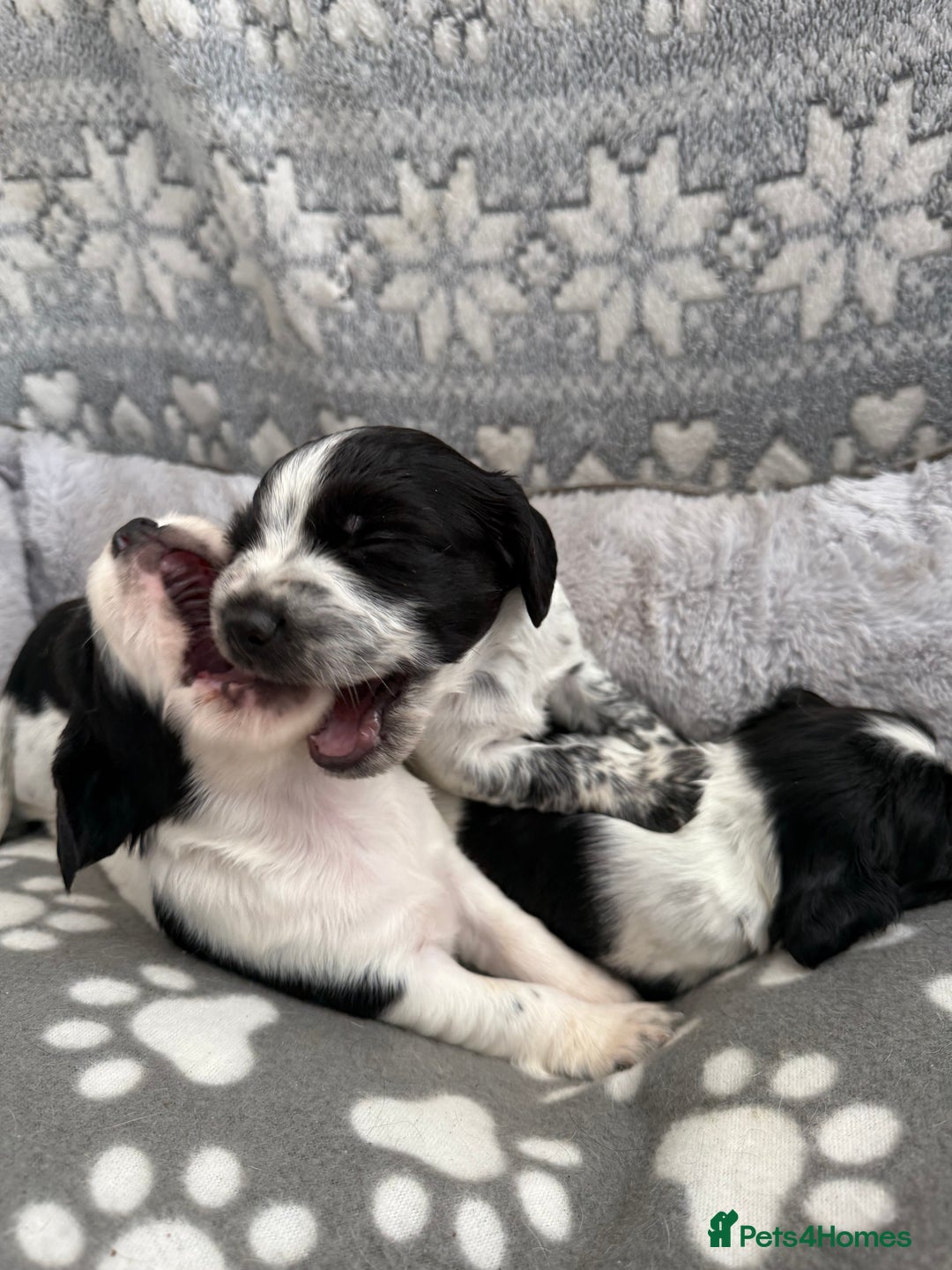 Sprocker dogs for sale: Extensively Health Tested Puppies - Image 22