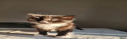 Persian cats for sale: Persian× British short hair(Perdolls) - Advert 12