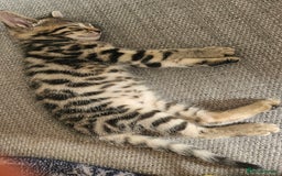 Bengal cats for sale: 5 month old bengal  - Image 10