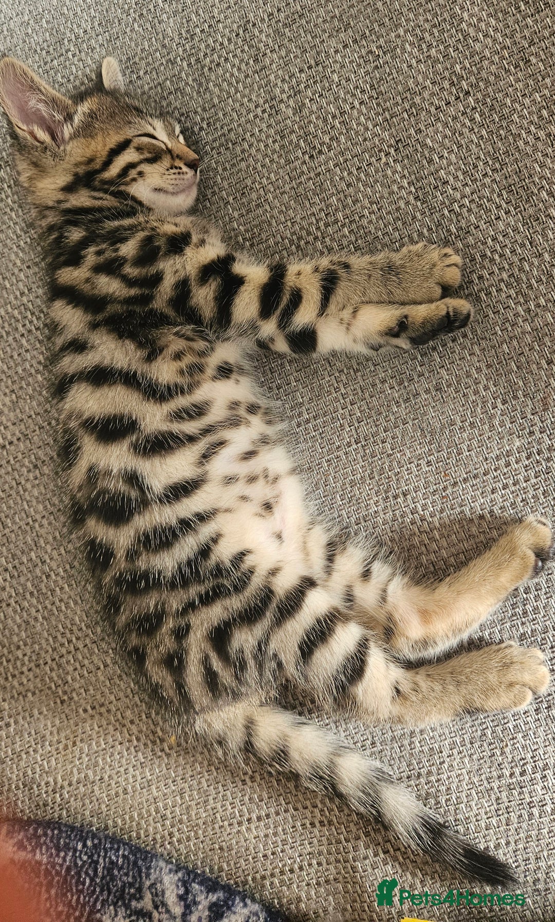 Bengal cats for sale: 5 month old bengal  - Image 10