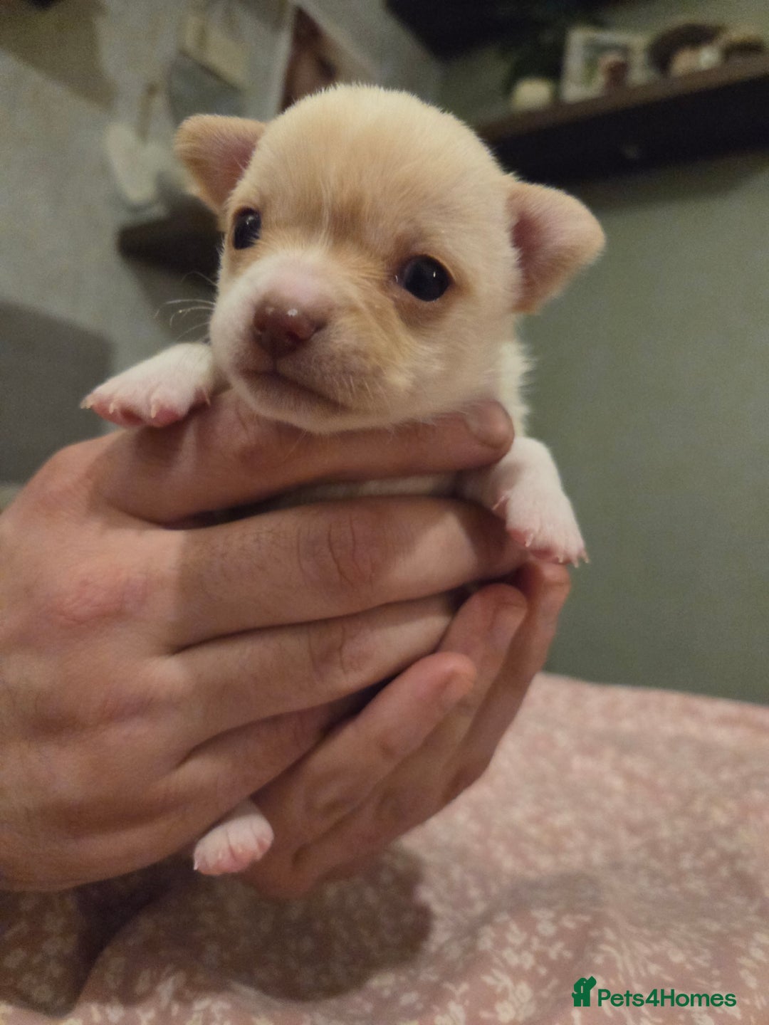 Chihuahua dogs for sale: 2 Tiny Male Chihuahuas (very small) - Advert 1