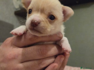 Chihuahua dogs 2 Tiny Male Chihuahuas (very small) - Advert 12