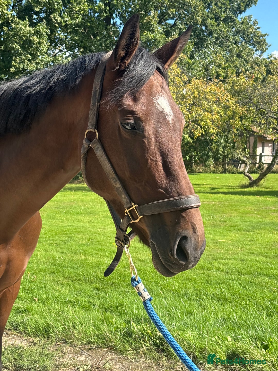 Irish Sports horses for sale: Teens horse / mother / daughter share - Image 32