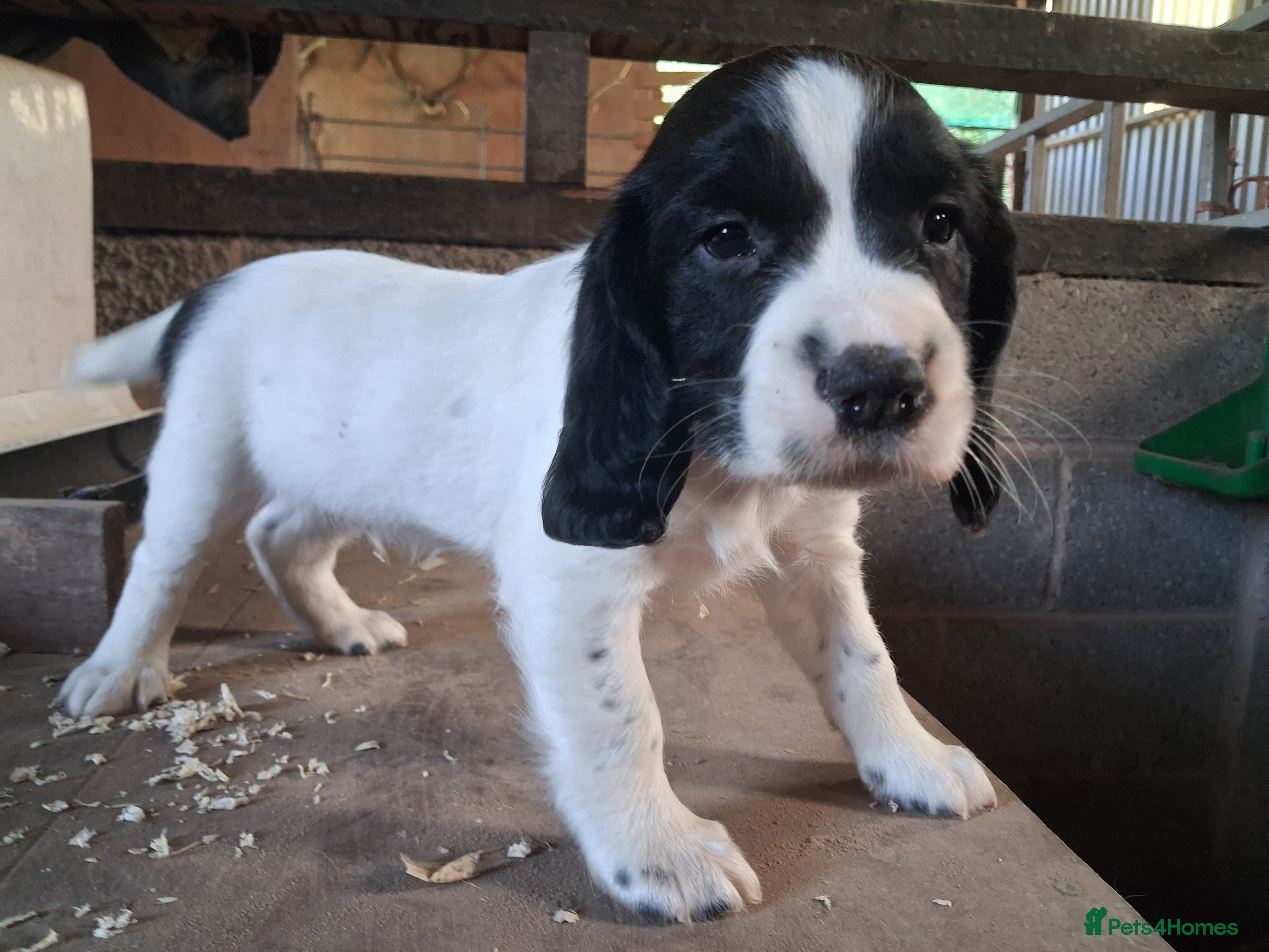 English Springer Spaniel dogs Working Springer Spaniel Puppies  - Advert 2