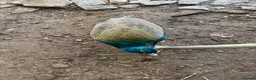 Peafowl poultry for sale: Male Indian Blue Peacock - Advert 2